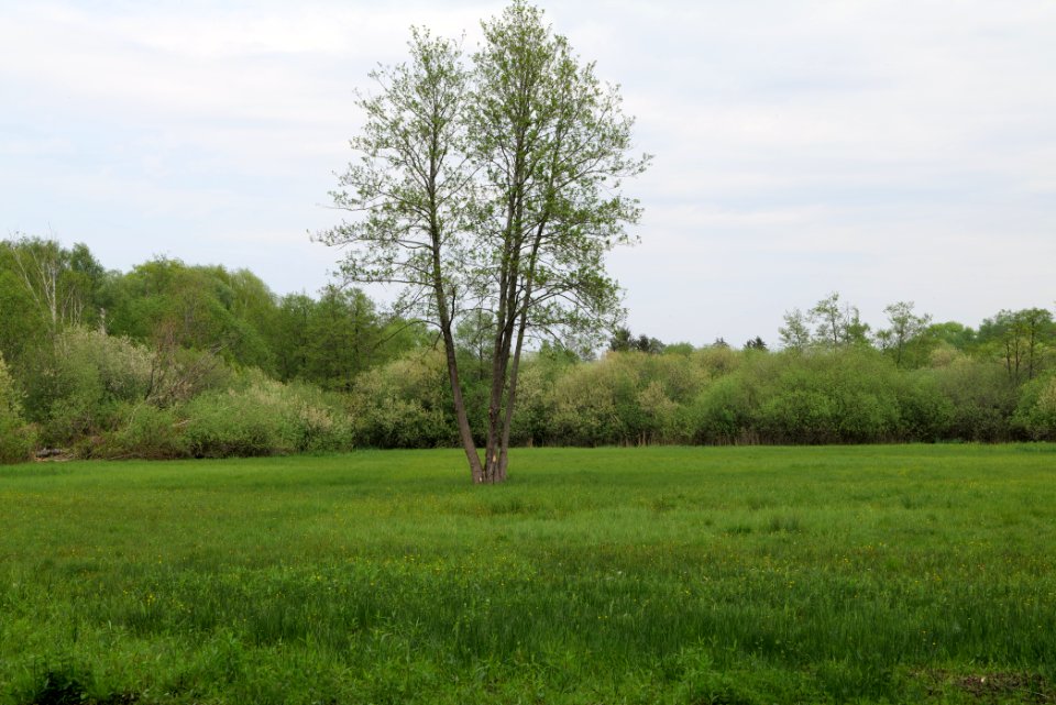 Around Pinnower See 2020-05-10 14