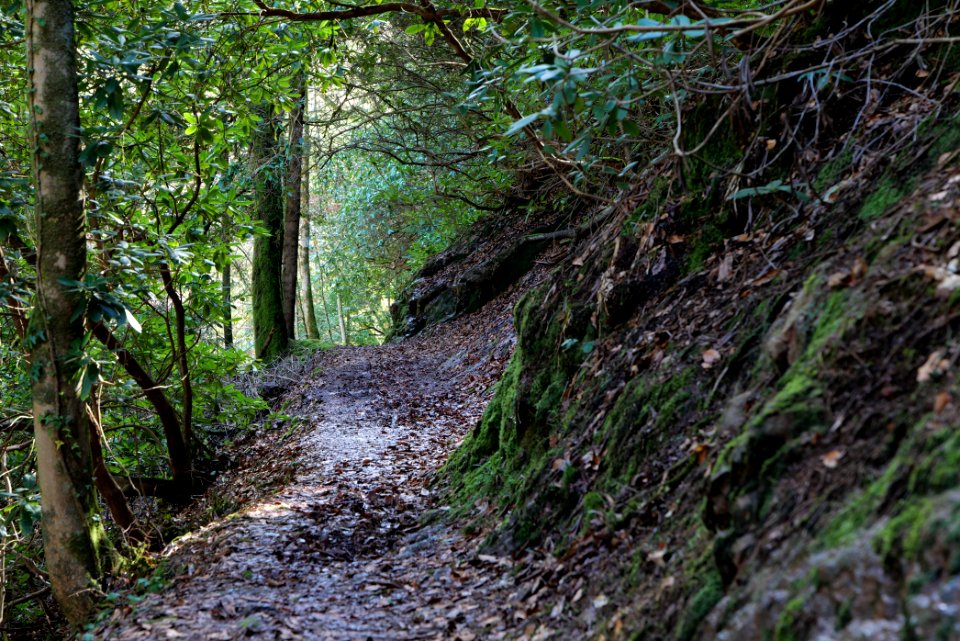 Around Geroldsau Waterfall 2020-03-13 11