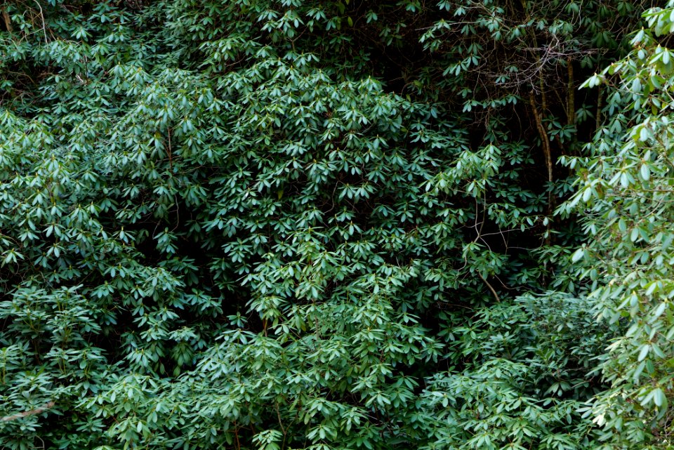 Around Geroldsau Waterfall 2020-03-13 24