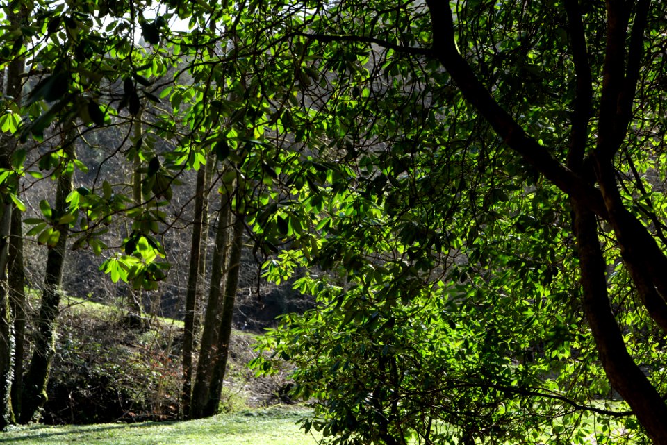 Around Geroldsau Waterfall 2020-03-13 19