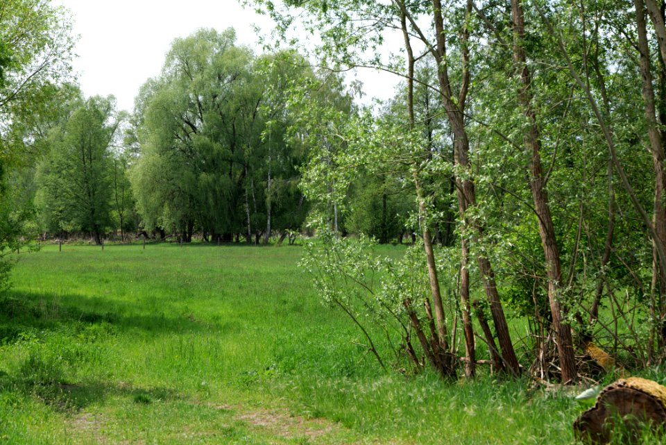 Around Hohenschöpping 2020-05-10 24
