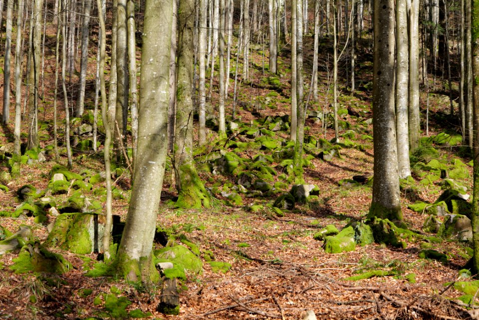 Around Harzbach 2020-03-13 06