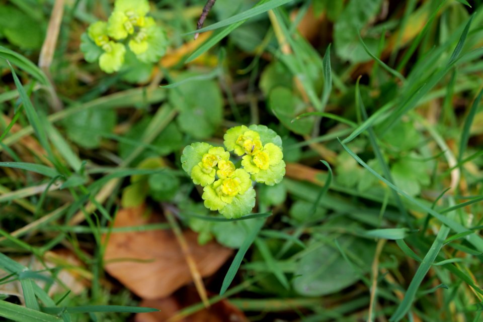 Around Grobbach 2020-03-13 05