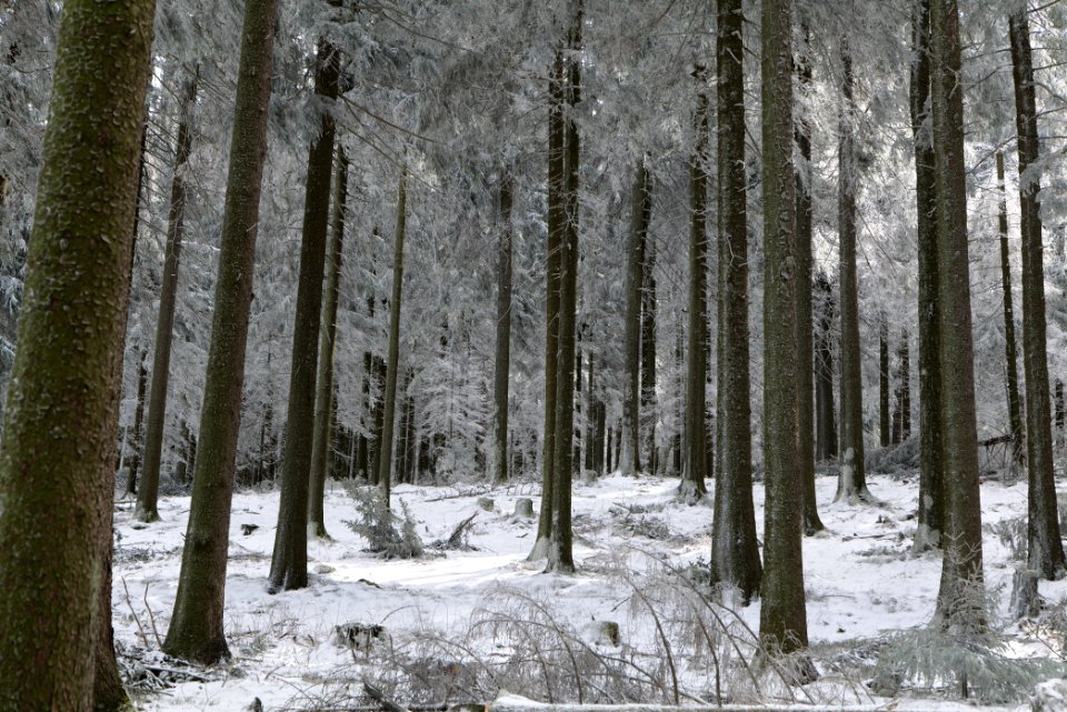 Around Weilquellpfad Taunus with snow 2021-04-06 47