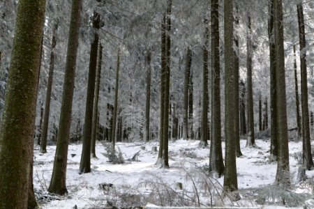 Around Weilquellpfad Taunus with snow 2021-04-06 47