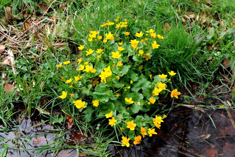 Around Harzbach 2020-03-13 28