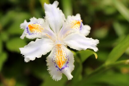 Flower alice xie