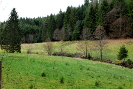 Around Sankenbach 2020-03-12 46
