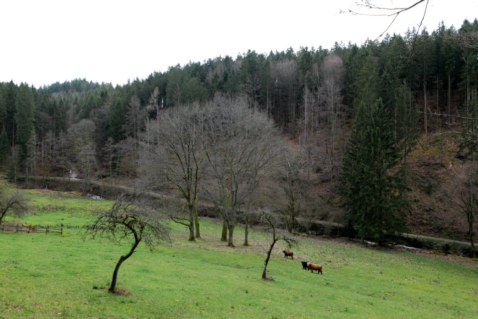 Around Harzbach 2020-03-13 19