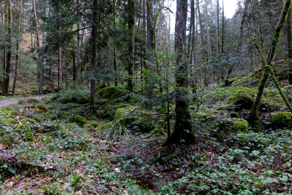 Around Grobbach 2020-03-13 10