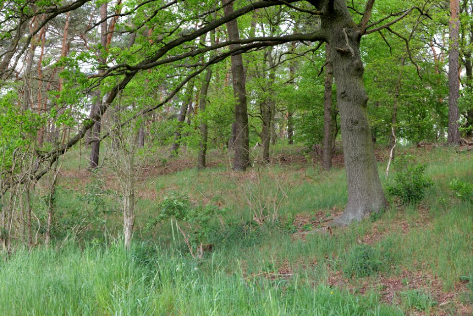 Around Langer Horst Kremmen 2020-05-10 01