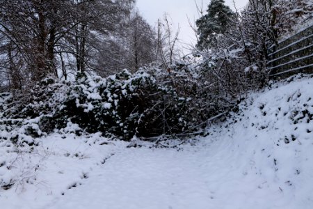 Around Griebnitzsee with snow 2021-01-30 03
