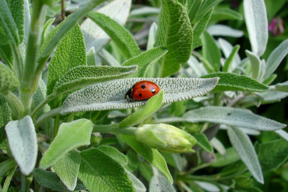 Summer animal nature