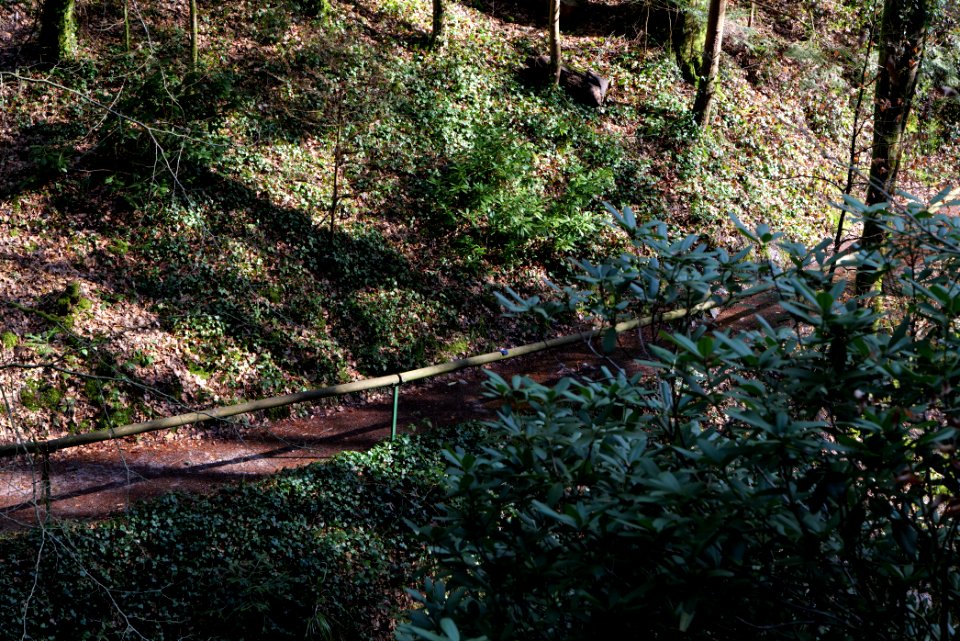 Around Geroldsau Waterfall 2020-03-13 12