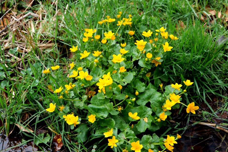 Around Harzbach 2020-03-13 32