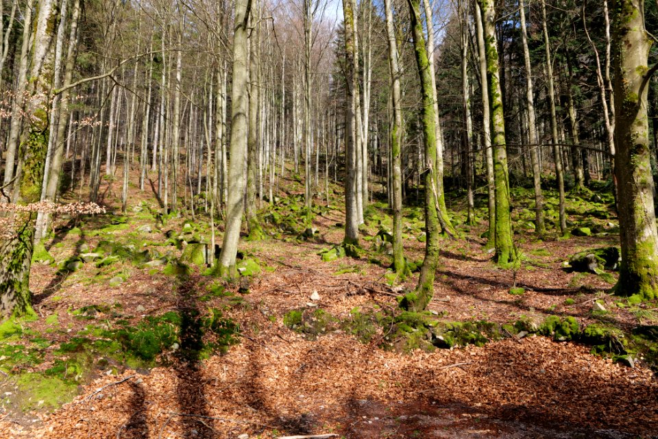 Around Harzbach 2020-03-13 05