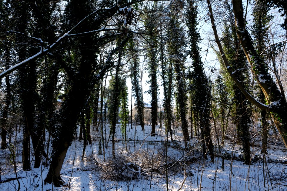 Around Schlachtensee with snow 2021-01-31 06