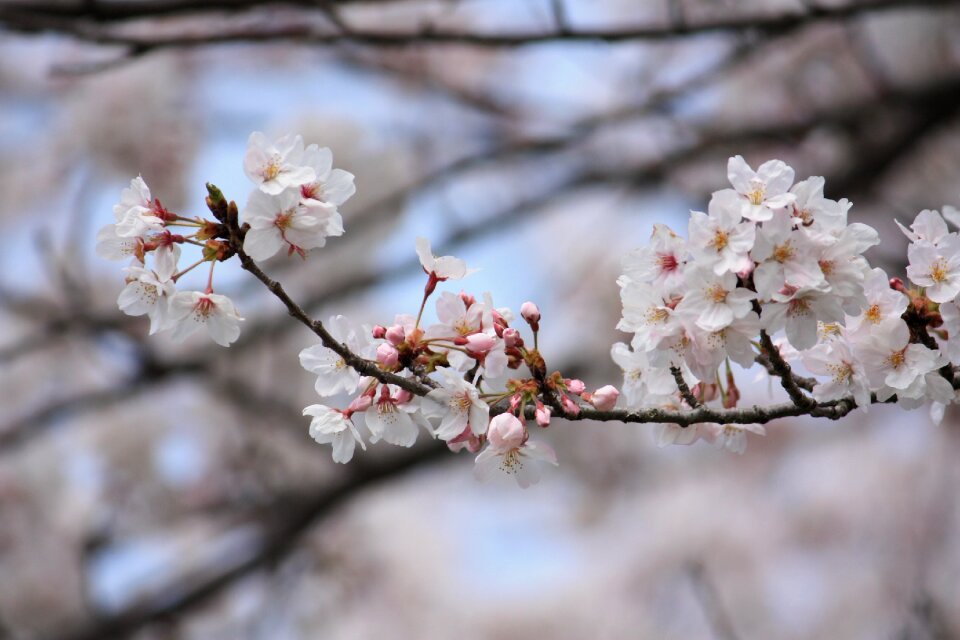 Cherry blossoms spring japan