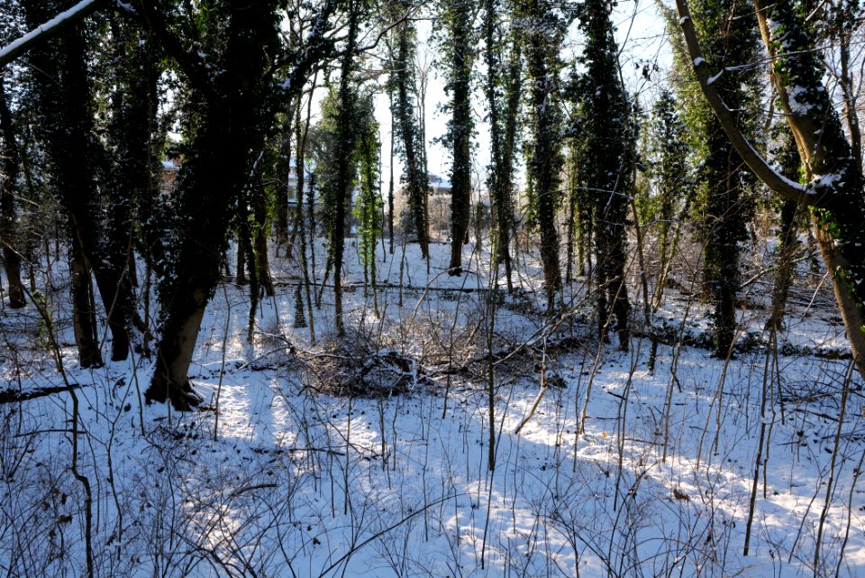 Around Schlachtensee with snow 2021-01-31 07