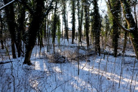 Around Schlachtensee with snow 2021-01-31 07