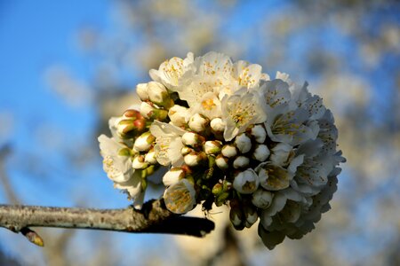 Spring nature spring flowers