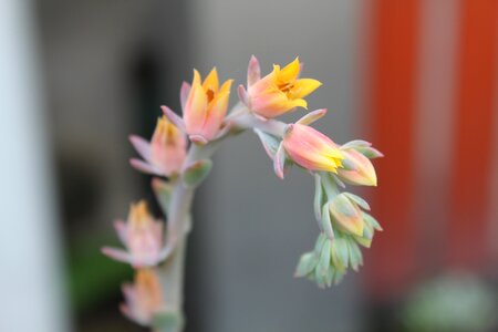 Stone 蓮 flower plant