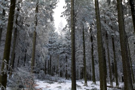 Around Weilquellpfad Taunus with snow 2021-04-06 55
