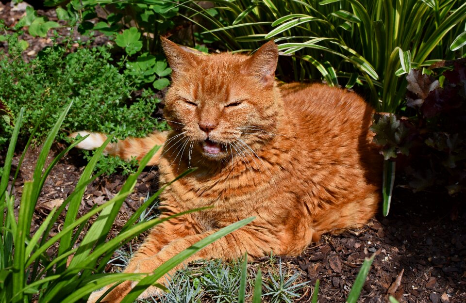 Feline animal garden
