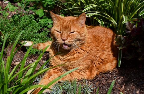Feline animal garden