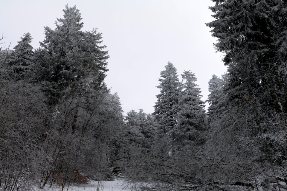 Around Brunhildispfad Großer Feldberg with snow 2021-04-06 30