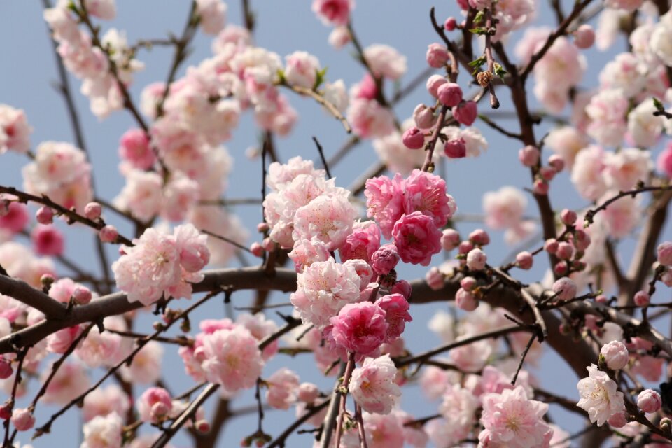 Spring japan cute