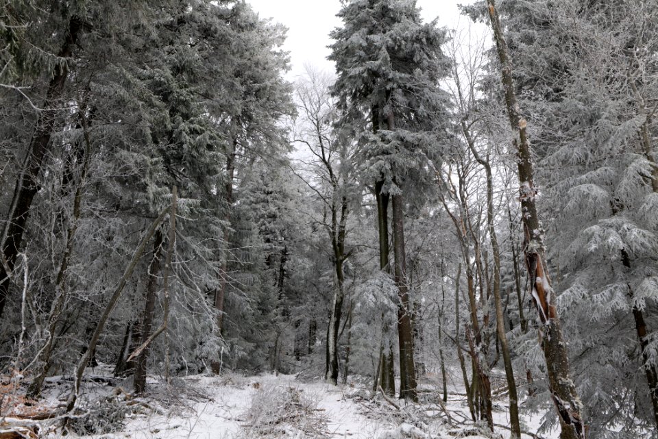 Around Brunhildispfad Großer Feldberg with snow 2021-04-06 36