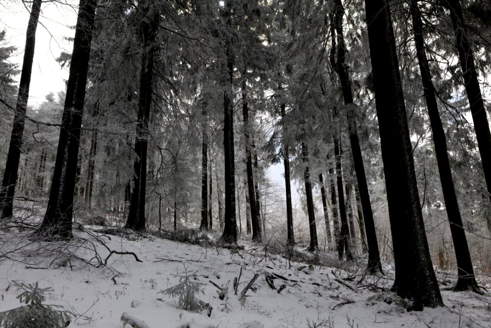 Around Brunhildispfad Großer Feldberg with snow 2021-04-06 15