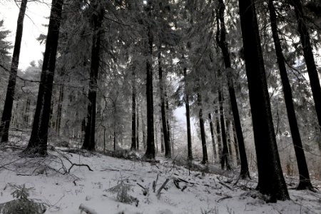 Around Brunhildispfad Großer Feldberg with snow 2021-04-06 15