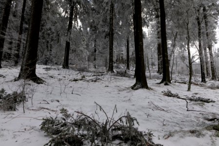 Around Brunhildispfad Großer Feldberg with snow 2021-04-06 12