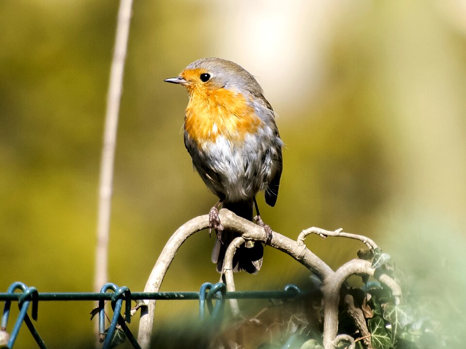 Garden bird nature animal