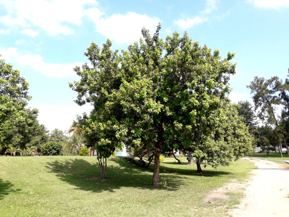 Aroeira-vermelha em Taubaté, SP