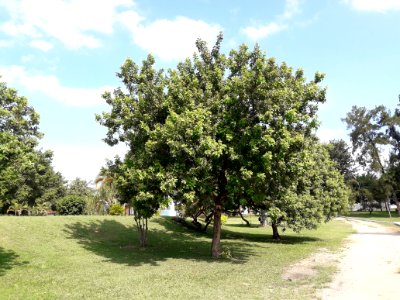 Aroeira-vermelha em Taubaté, SP