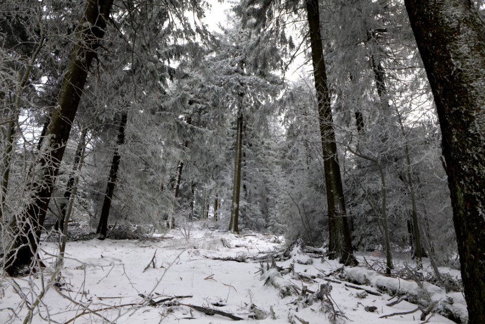 Around Brunhildispfad Großer Feldberg with snow 2021-04-06 39