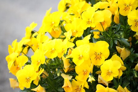Spring flowers yellow photo