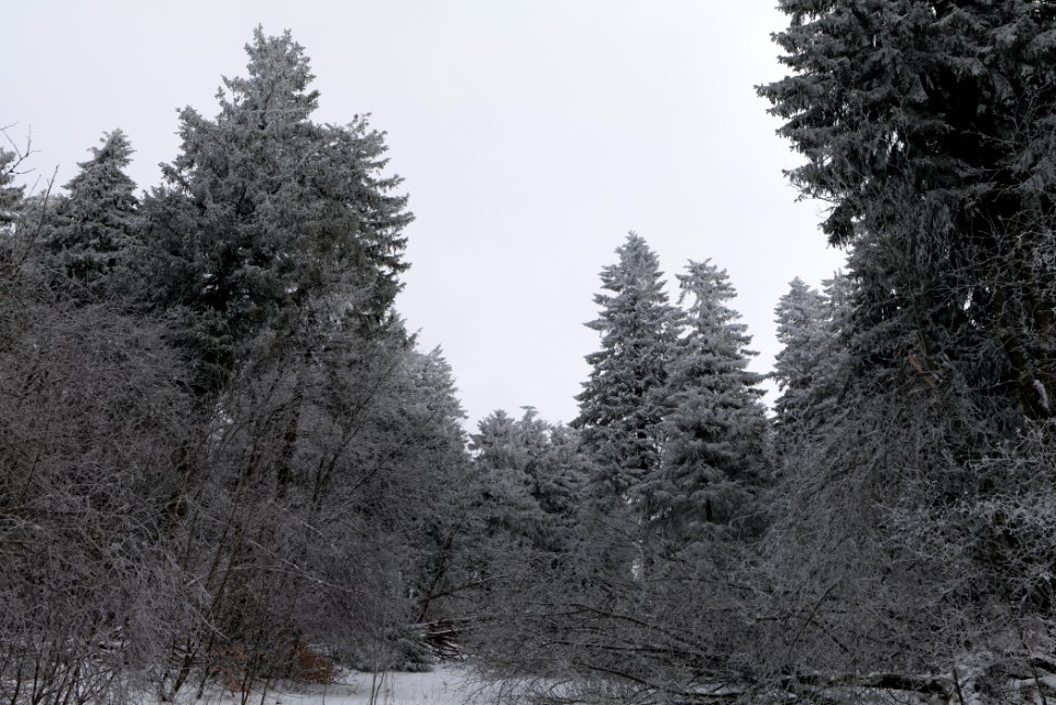 Around Brunhildispfad Großer Feldberg with snow 2021-04-06 29