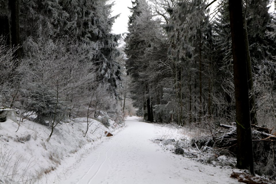 Around Brunhildispfad Großer Feldberg with snow 2021-04-06 25