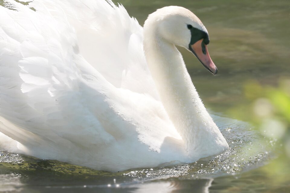 Plumage animal waters