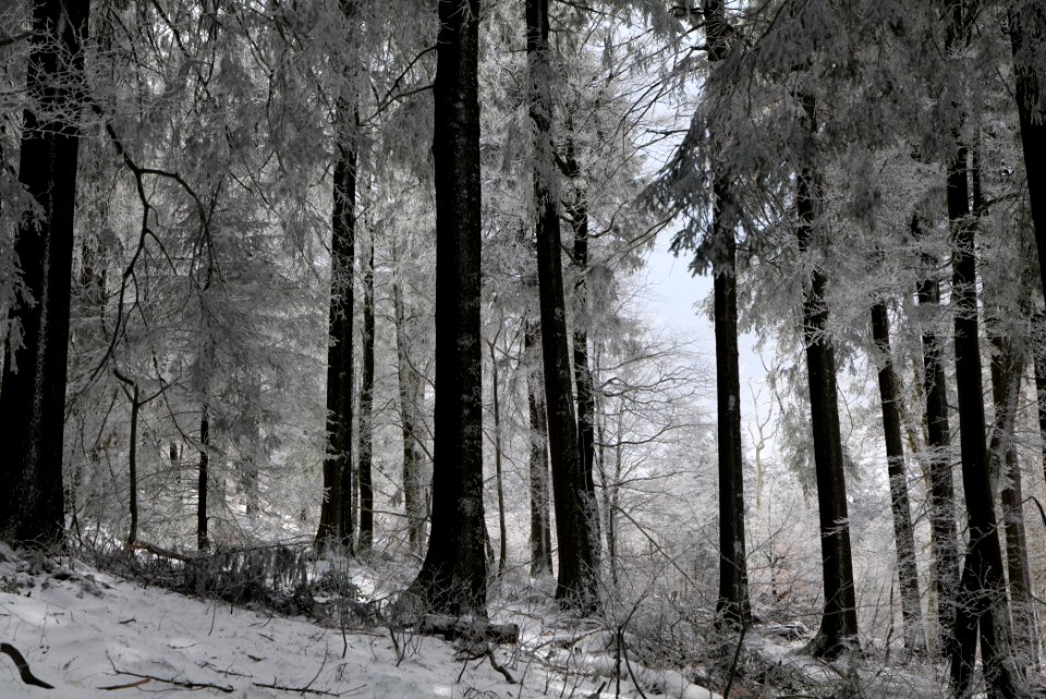 Around Brunhildispfad Großer Feldberg with snow 2021-04-06 14