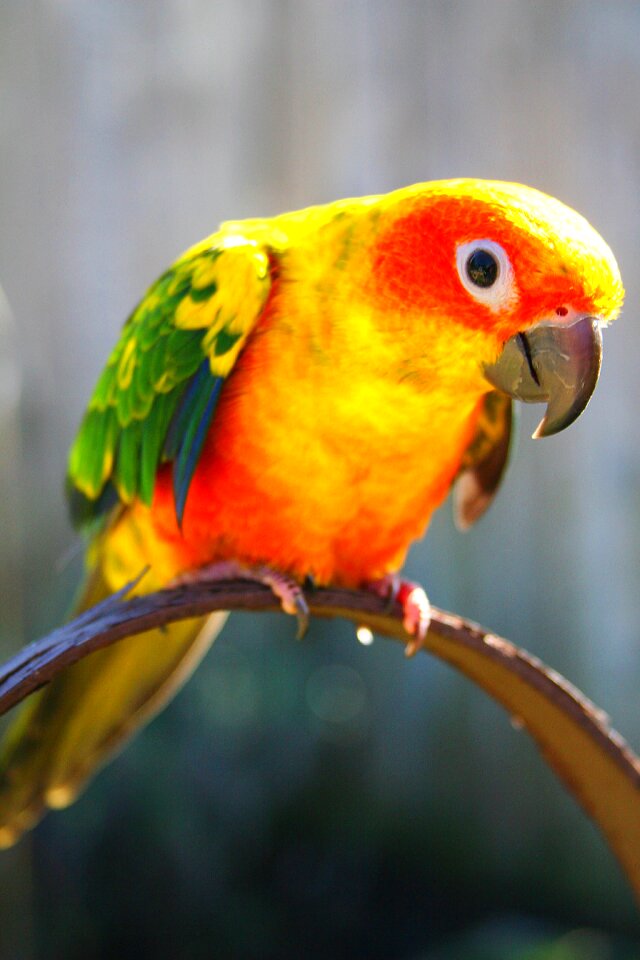 Wildlife beak yellow