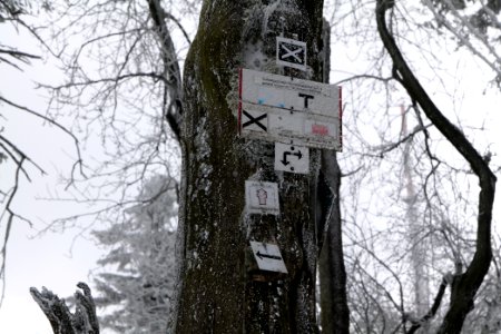 Around Brunhildispfad Großer Feldberg with snow 2021-04-06 63