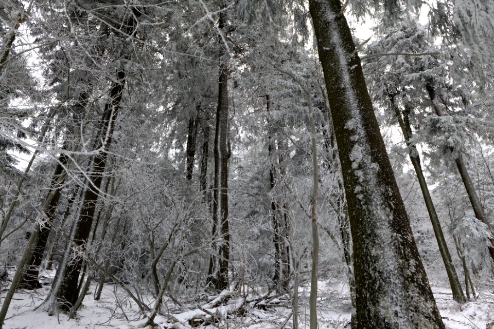 Around Brunhildispfad Großer Feldberg with snow 2021-04-06 38