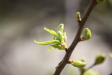 Spring bud life force photo