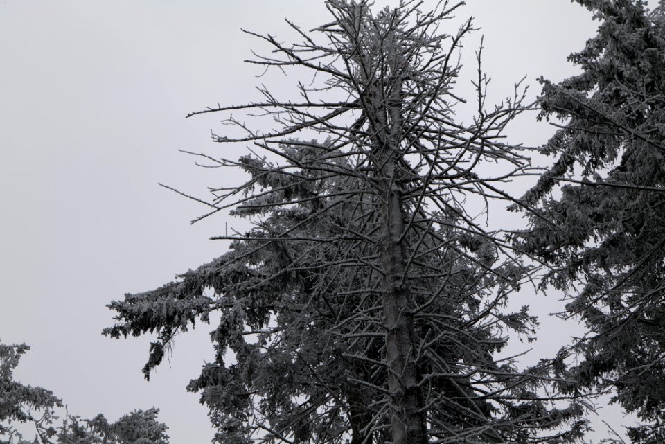 Around Brunhildispfad Großer Feldberg with snow 2021-04-06 58