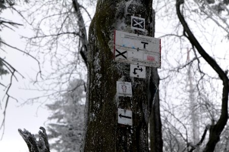 Around Brunhildispfad Großer Feldberg with snow 2021-04-06 64